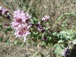 Photo 7 of Origanum vulgare