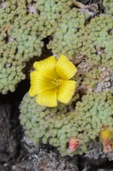 Photo 5 of Oxalis spp.