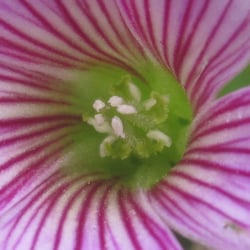 Photo 8 of Oxalis spp.