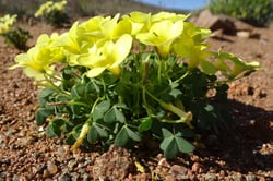 Photo 2 of Oxalis spp.