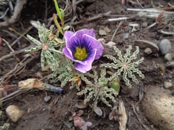 Photo 4 of Oxalis spp.