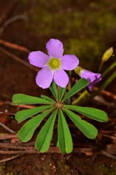 Photo 3 of Oxalis spp.