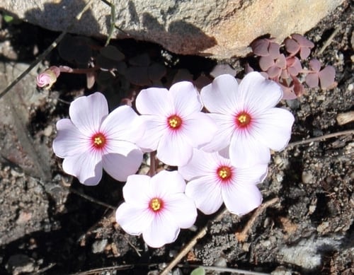 Photo 1 of Oxalis spp.