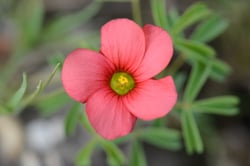Photo 9 of Oxalis spp.