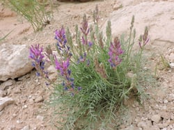 Photo 9 of Oxytropis spp.