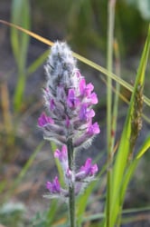 Photo 6 of Oxytropis spp.
