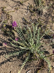 Photo 5 of Oxytropis spp.