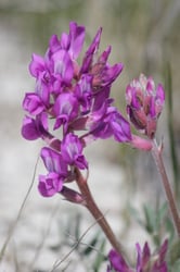 Photo 8 of Oxytropis spp.