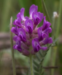 Photo 2 of Oxytropis spp.