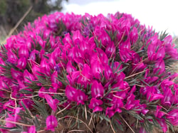 Photo 4 of Oxytropis spp.