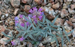 Photo 7 of Oxytropis spp.