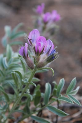 Photo 1 of Oxytropis spp.