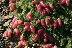 Photo 3 of Oxytropis spp.