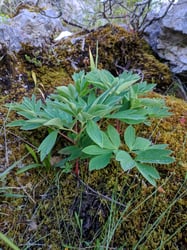 Photo 4 of Paeonia officinalis