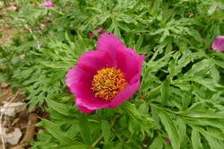 Photo 3 of Paeonia officinalis