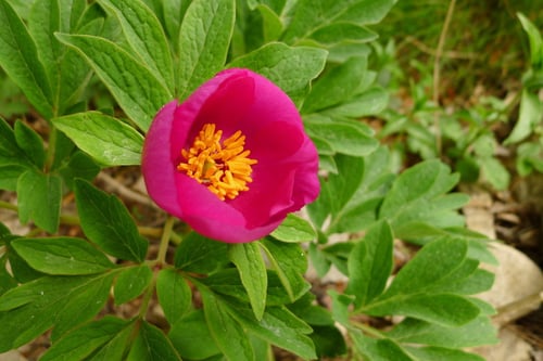 Photo 1 of Paeonia officinalis