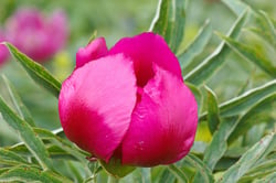 Photo 2 of Paeonia officinalis