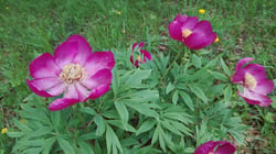 Photo 5 of Paeonia officinalis