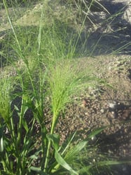 Photo 2 of Panicum capillare