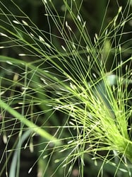 Photo 5 of Panicum capillare