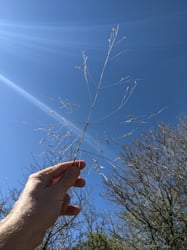 Photo 6 of Panicum capillare