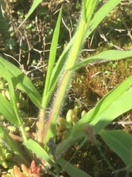 Photo 4 of Panicum capillare