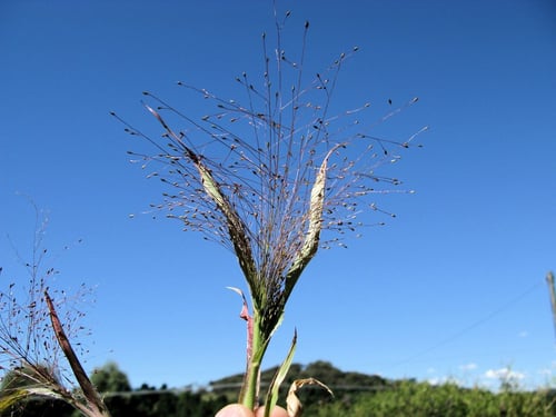Photo 1 of Panicum capillare