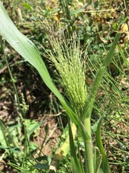 Photo 3 of Panicum capillare