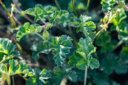 Photo 2 of Pelargonium spp.