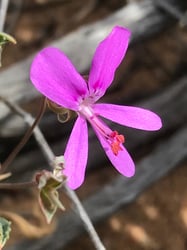Photo 6 of Pelargonium spp.