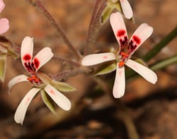 Photo 7 of Pelargonium spp.