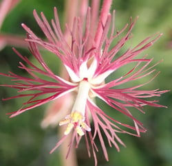 Photo 5 of Pelargonium spp.
