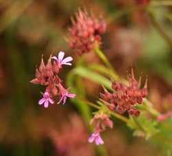 Photo 3 of Pelargonium spp.