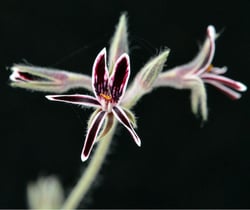 Photo 8 of Pelargonium spp.