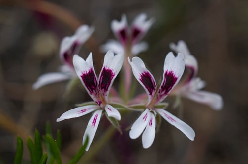 Photo 1 of Pelargonium spp.