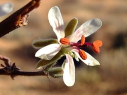 Photo 9 of Pelargonium spp.