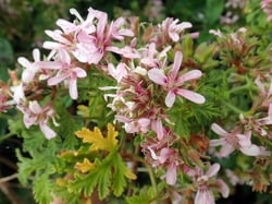 Photo 5 of Pelargonium x hortorum