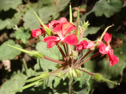 Photo 8 of Pelargonium x hortorum