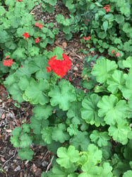 Photo 6 of Pelargonium x hortorum