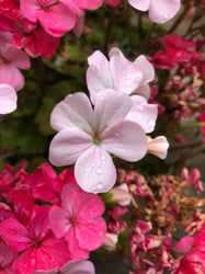 Photo 2 of Pelargonium x hortorum