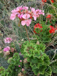 Photo 3 of Pelargonium x hortorum