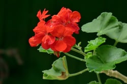 Photo 4 of Pelargonium x hortorum