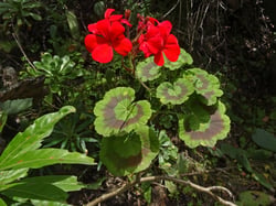 Photo 7 of Pelargonium x hortorum