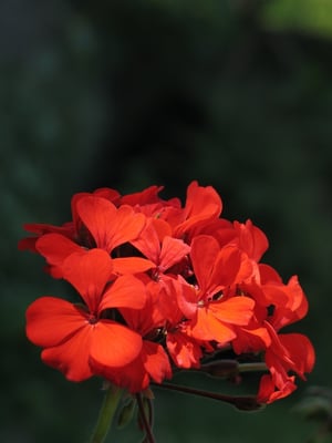 Photo 1 of Pelargonium x hortorum