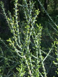 Photo 9 of Euphorbia tirucalli