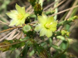 Photo 6 of Euphorbia tirucalli