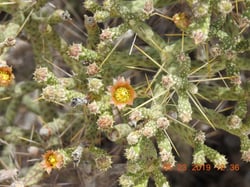 Photo 13 of Euphorbia tirucalli