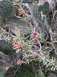 Photo 7 of Euphorbia tirucalli