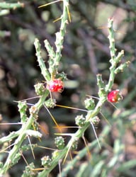 Photo 5 of Euphorbia tirucalli