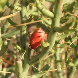 Photo 10 of Euphorbia tirucalli